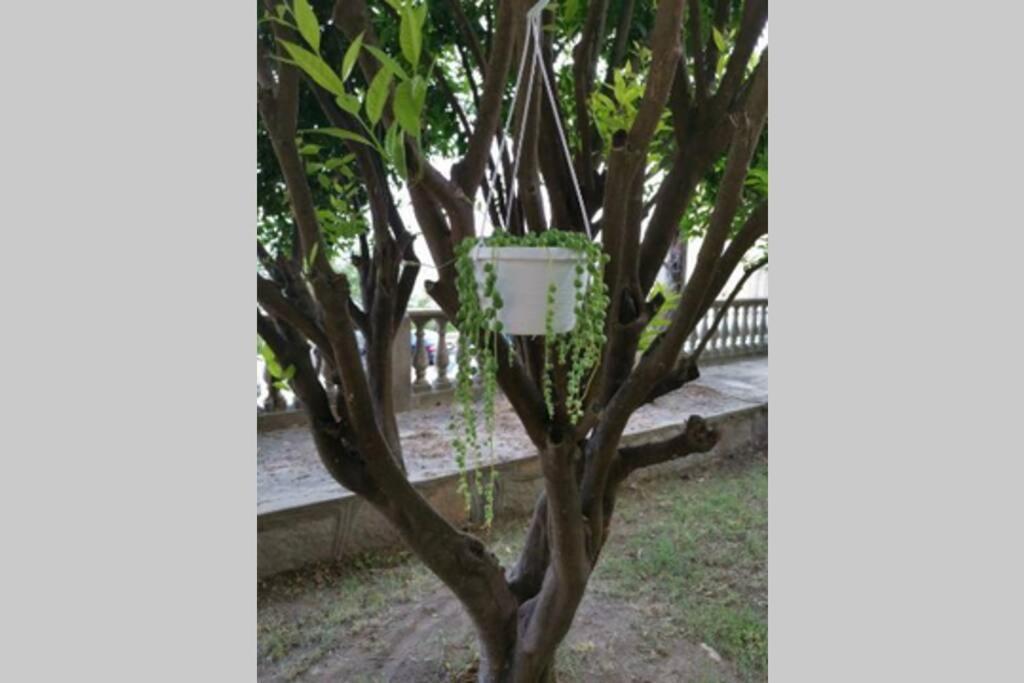 Appartement De Charme A Olmeto Olmeto  Εξωτερικό φωτογραφία